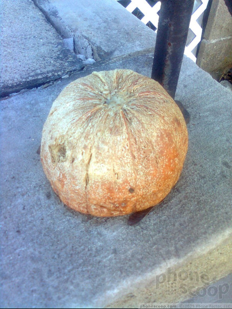 (large photo)