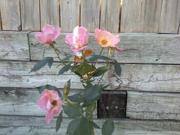 (large photo)