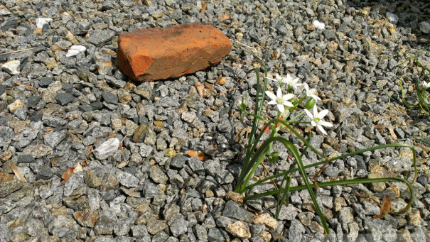 (large photo)