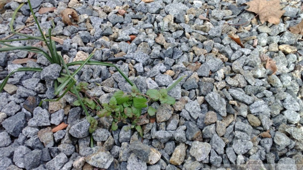 (large photo)