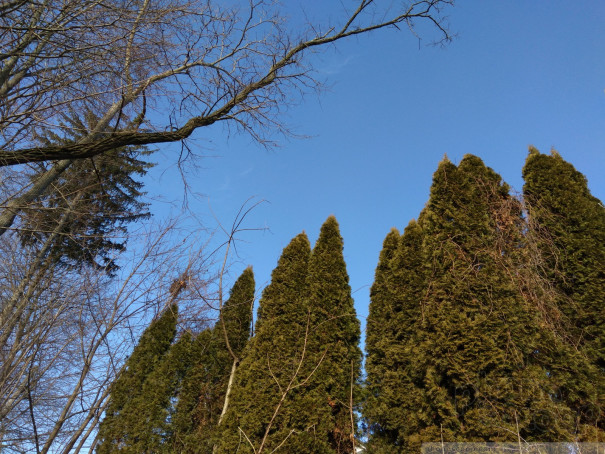 (large photo)