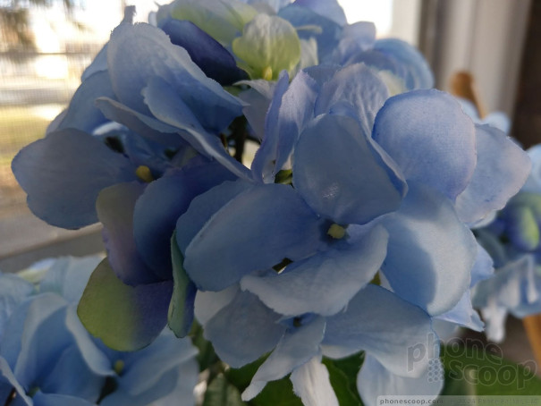 (large photo)