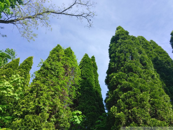 (large photo)