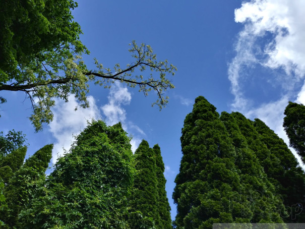 (large photo)