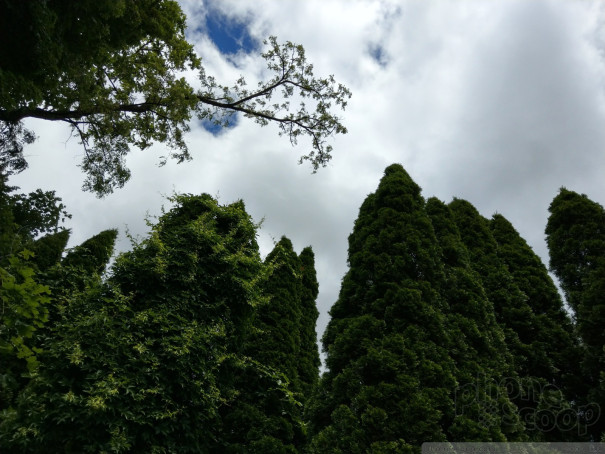 (large photo)